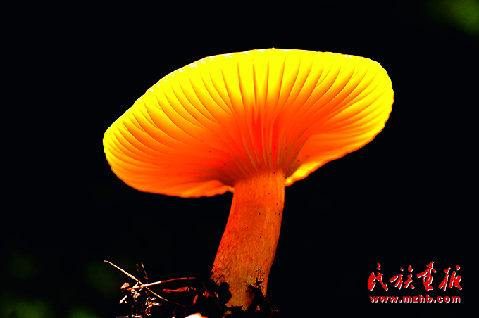 人与自然和谐共生——走中国特色的生物多样性保护之路 美丽中国 第8张