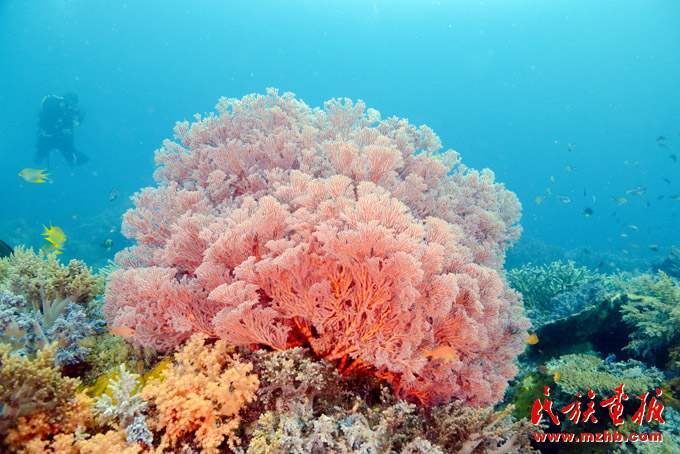 人与自然和谐共生——走中国特色的生物多样性保护之路 美丽中国 第35张