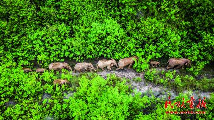 人与自然和谐共生——走中国特色的生物多样性保护之路 美丽中国 第39张