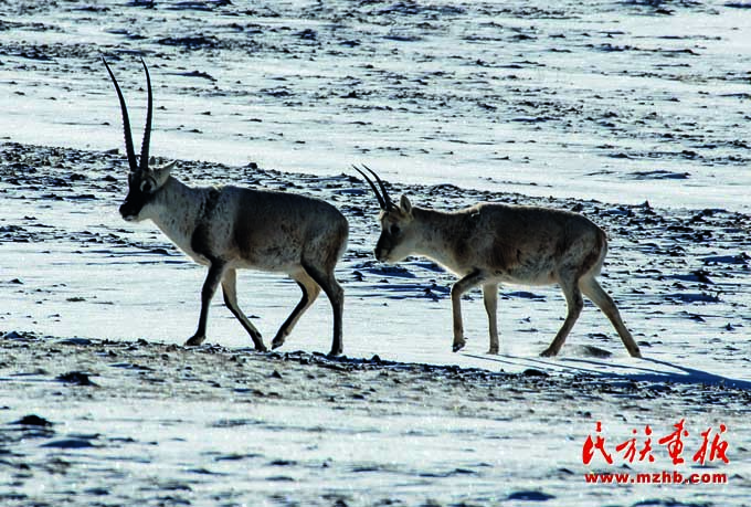 人与自然和谐共生——走中国特色的生物多样性保护之路 美丽中国 第27张