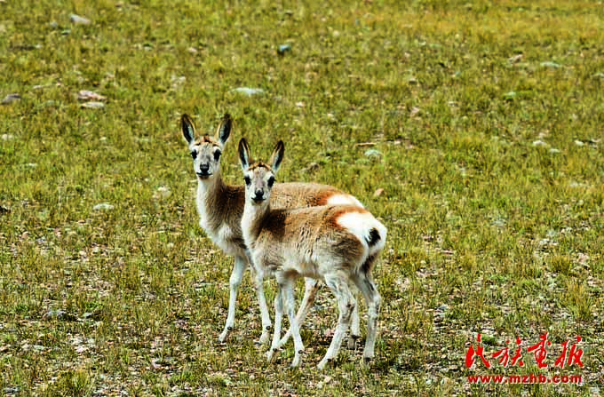 人与自然和谐共生——走中国特色的生物多样性保护之路 美丽中国 第24张