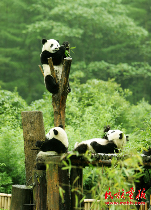 人与自然和谐共生——走中国特色的生物多样性保护之路 美丽中国 第4张