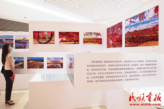 影动五角枫 大美内蒙古——“兴安盟·五角枫”杯世界疏林草原摄影大展在京开幕 图片报道 第5张-民族画报