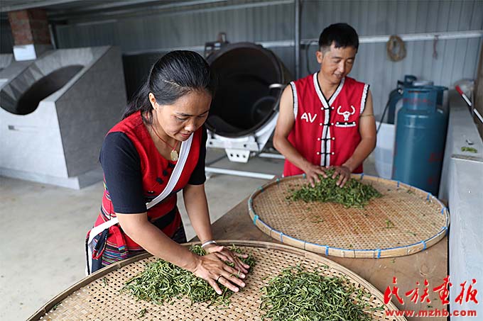 勐库镇:茶园里的幸福生活 图片报道 第1张-民族画报