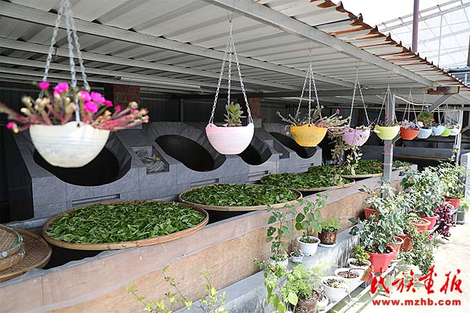 勐库镇:茶园里的幸福生活 图片报道 第4张-民族画报