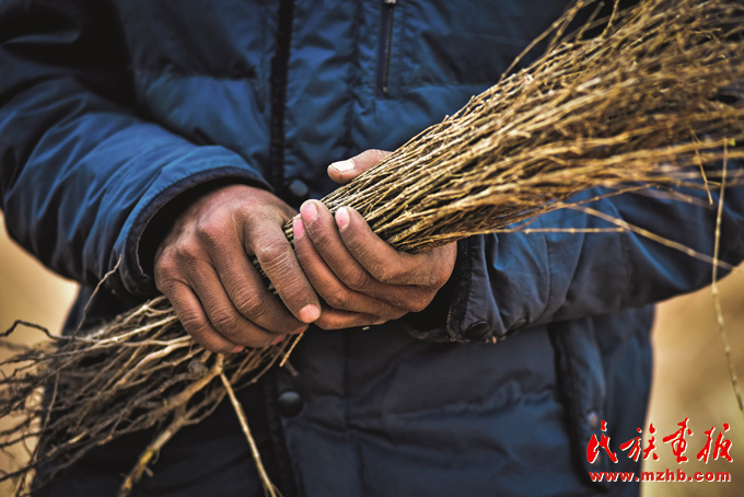 中国治沙为地球披绿装 美丽中国 第14张