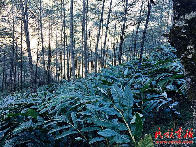建设好美丽家园  维护好民族团结  守护好神圣国土——泸水市牢记嘱托创新推进现代化边境幸福村建设工作纪实 图片报道 第29张