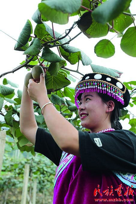 草果·沃柑·咖啡·火龙果：现代农业 齐聚登场 图片报道 第3张