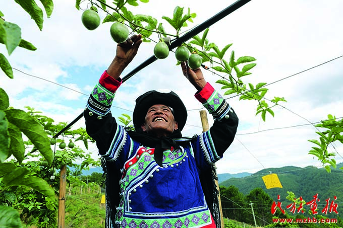 草果·沃柑·咖啡·火龙果：现代农业 齐聚登场 图片报道 第2张
