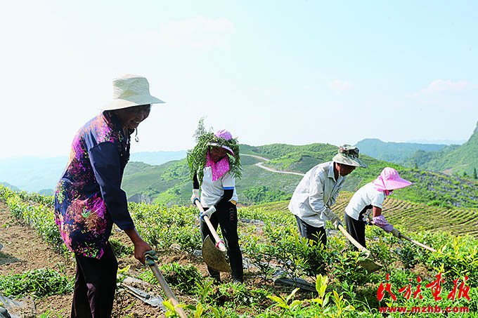 一片叶子致富一方百姓 同心筑梦 第4张