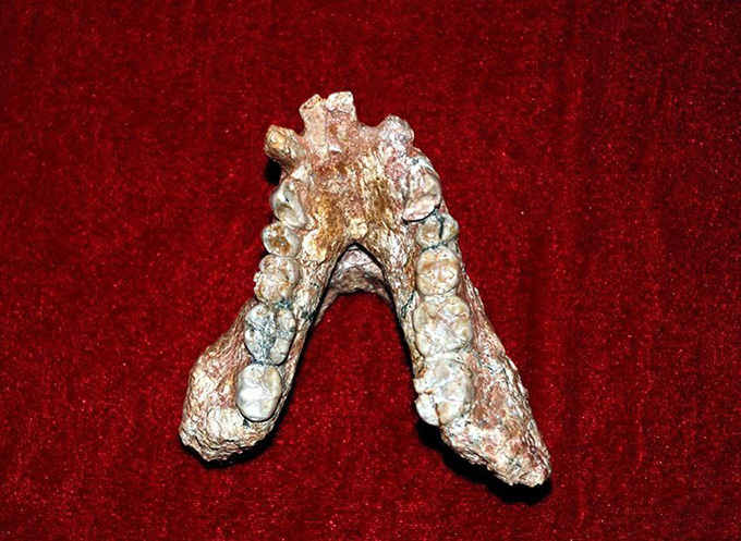 文物TalkShow｜元谋人上门齿化石：中华大地拥有超百万年的人类生命史 未分类 第3张