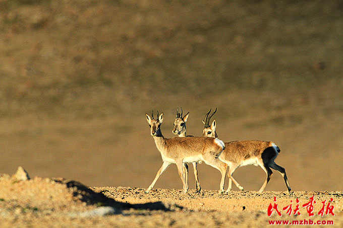 走好人与自然和谐共生的现代化美丽中国之路 ——民族地区绿水青山实践篇 壮丽征程 第12张