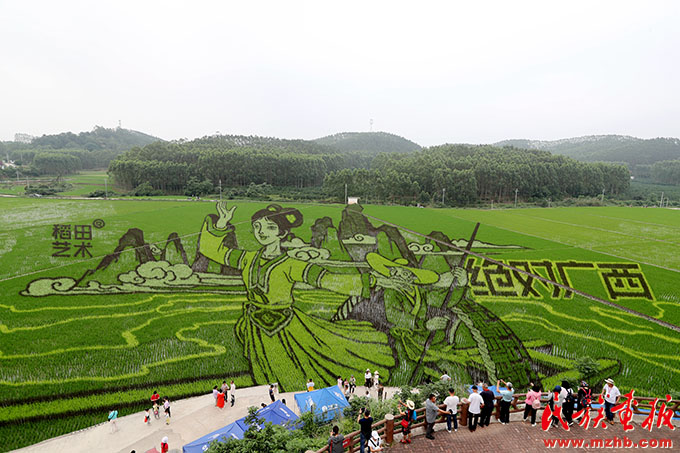 2023年中华一家亲——桂台各民族欢度“壮族三月三”共同体验宾阳炮龙文化 图片报道 第6张