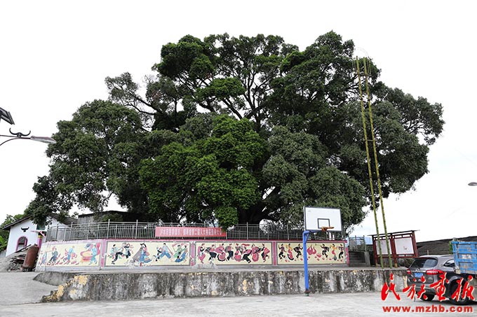 鲁祖村：发展生态农业 守护绿水青山|牢记嘱托 建设好泸水美丽家园 同心筑梦 第7张