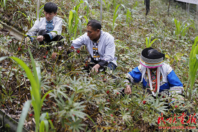片四河村：兴边富民幸福长|牢记嘱托 建设好泸水美丽家园 家国边疆 第4张