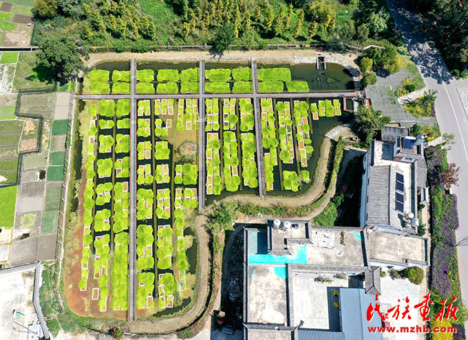 大理：石榴同心护洱海 同心筑梦 第7张