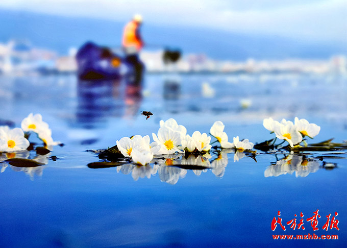 大理：石榴同心护洱海 同心筑梦 第9张