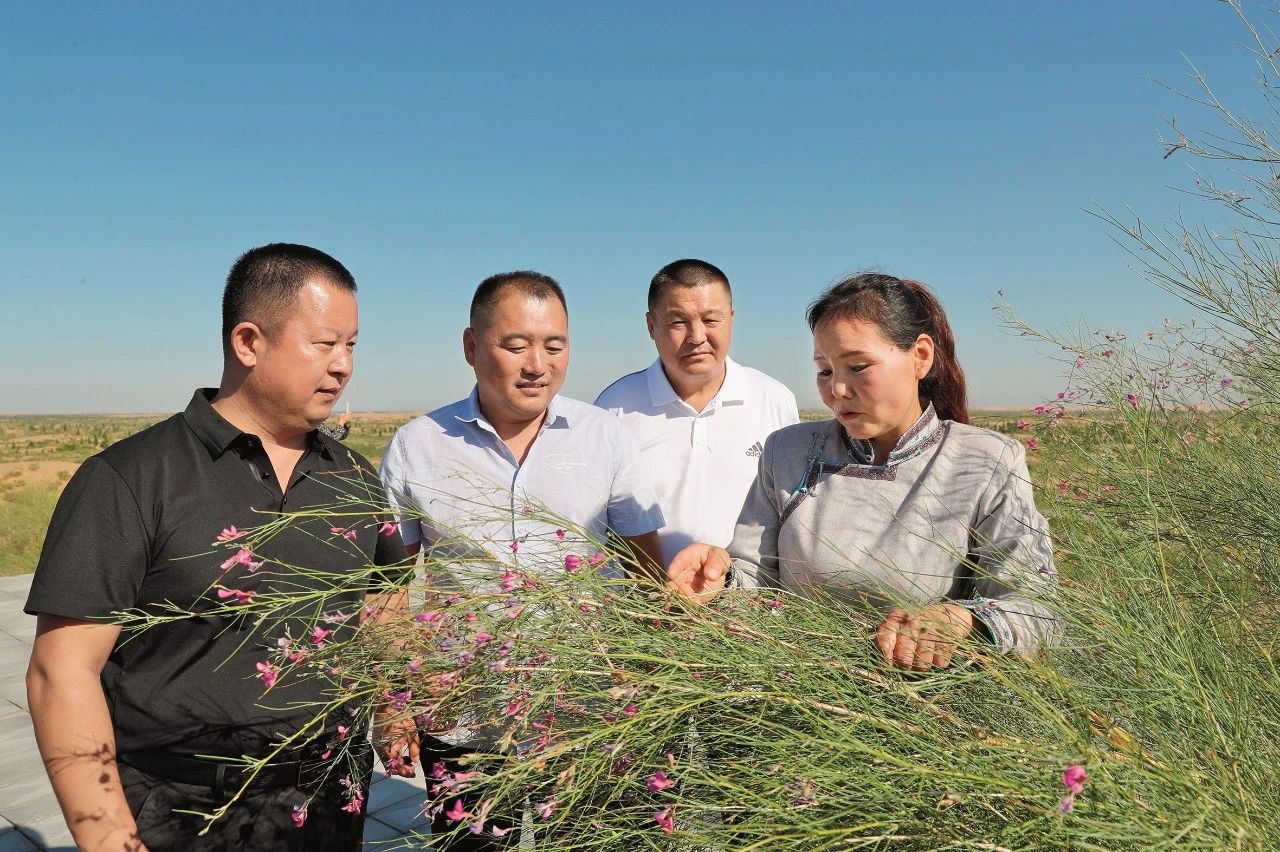 薪火相传画团结|敖特更花：铿锵玫瑰绽放沙漠 同心筑梦 第2张